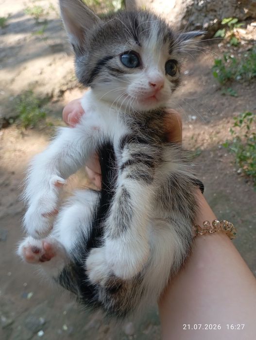 котята бесплатно