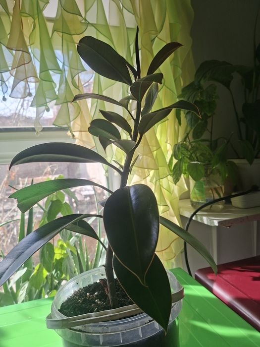 Продам Фикус Каучуконосный