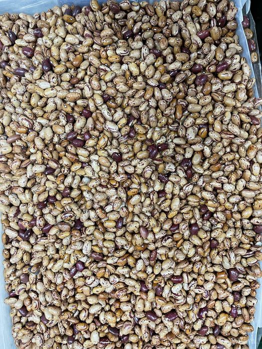 Fasole pestriță pestrita