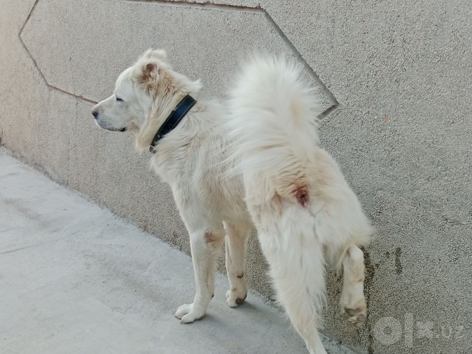 Супер гигант Алабай