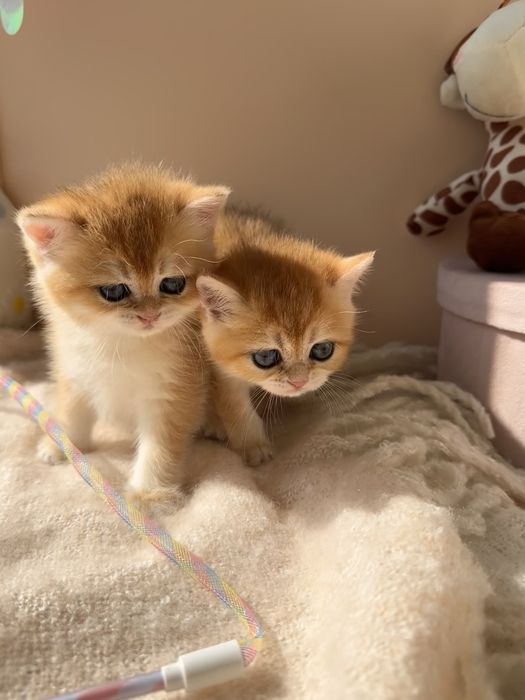 Котятa золoтыe шиншиллы для вас!