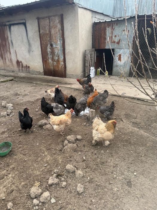 Продается Куры домашние!