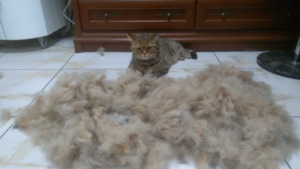 Стрижка Кошек и собак. груминг