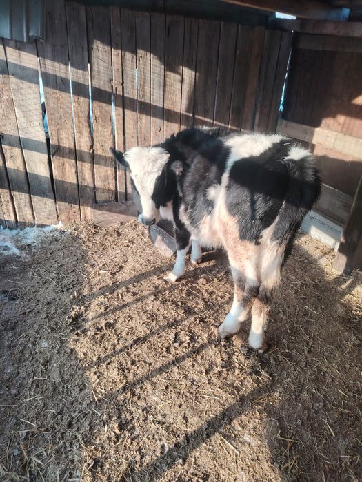 Ұрғашы  қашар сатылады