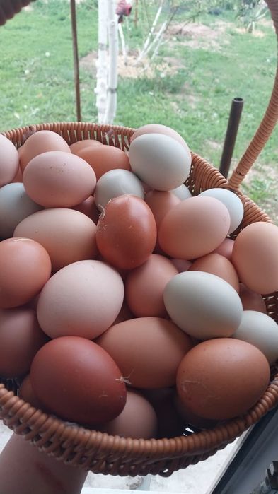 Яйцо домашнее куриное