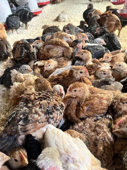 Pui zburați rasă mixtă