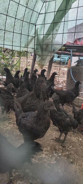 Găini ayam cemani