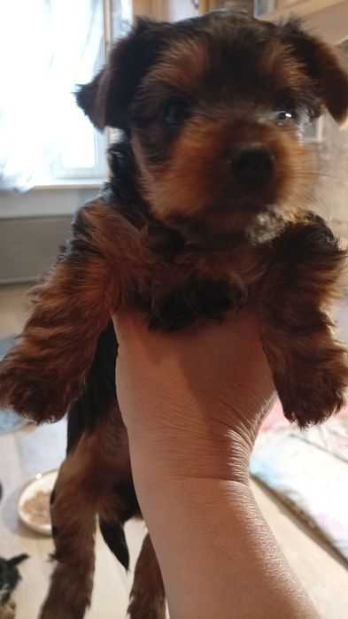 Продаются щенки йоркширский терьер.