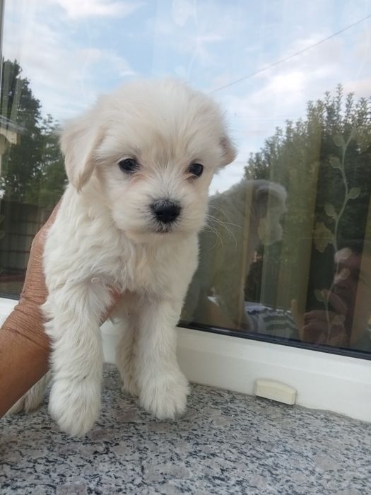 Bichon maltez, micuț