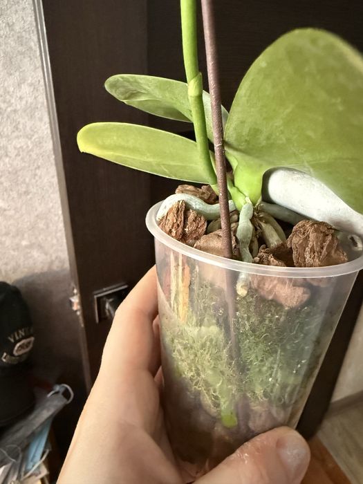 Орхидея фаленопсис