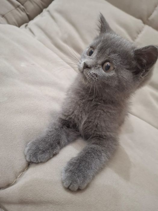 Продам кота британца