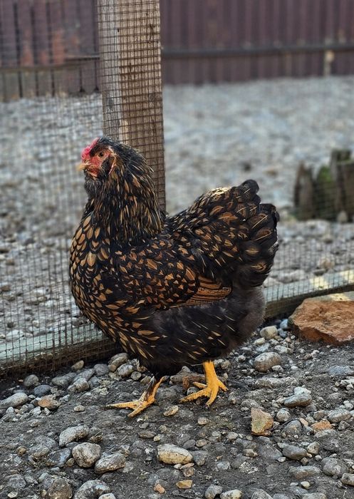 Ouă pentru incubat metis wyandotte Gsg