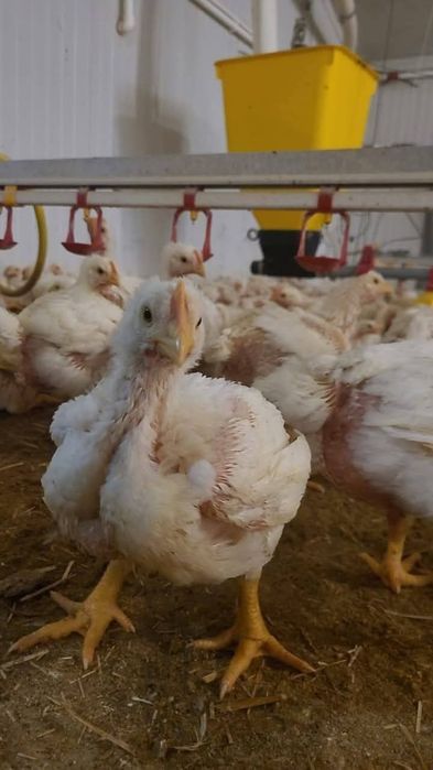 Pui de carne și rasa mixta