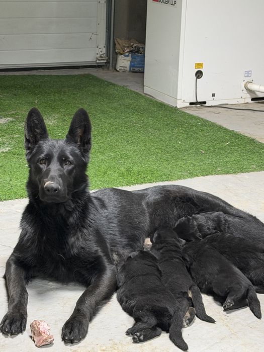 Продам щенков немецкой овчарки