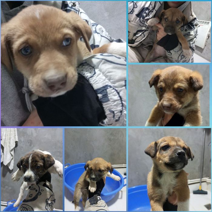 Щенки ждут своего человека!