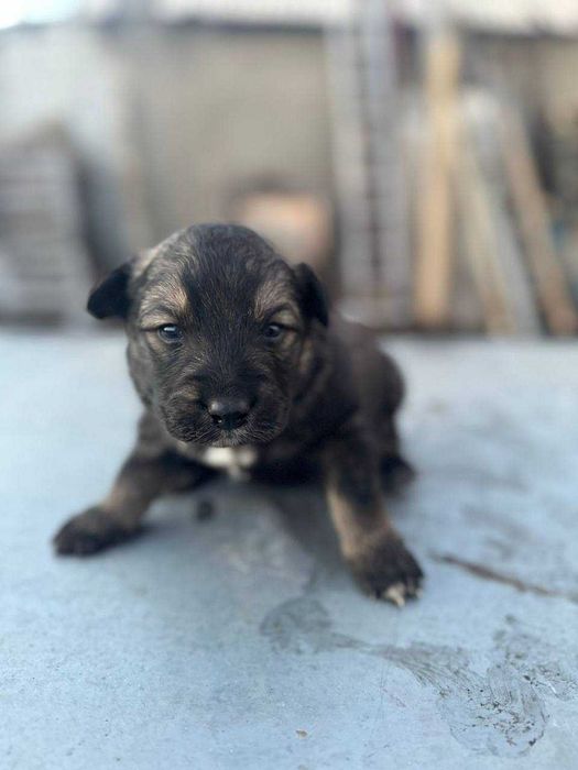 Отдам щенков в хорошие руки