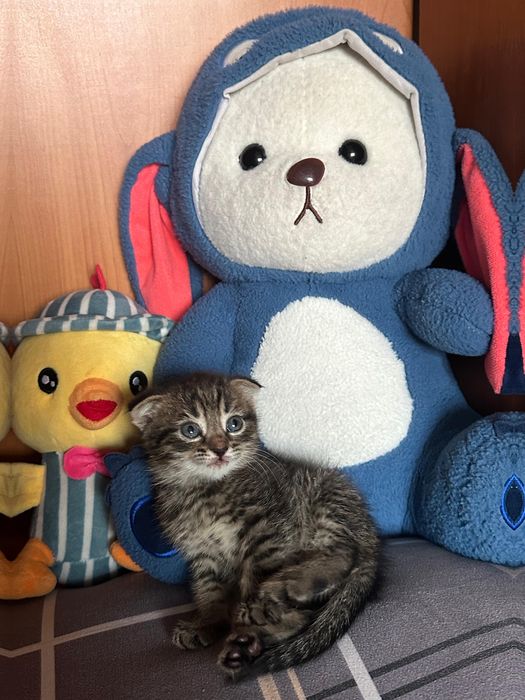 Кошка маленькая.