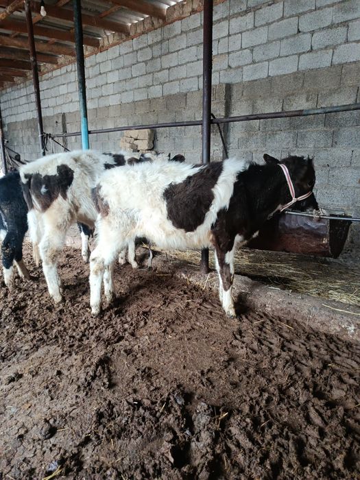 Бузаулар сатылады