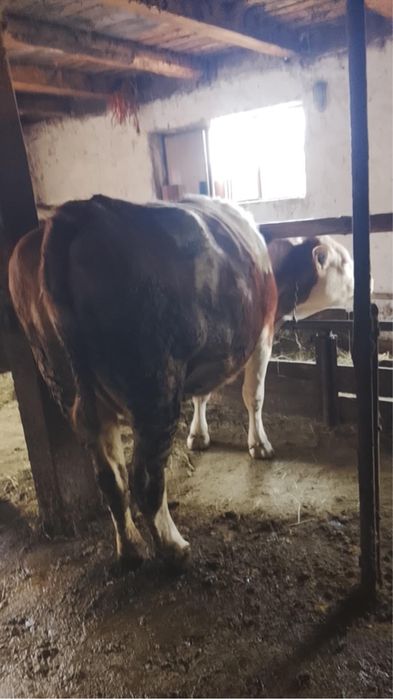 Vaca de vanzare la  a doua farare!!