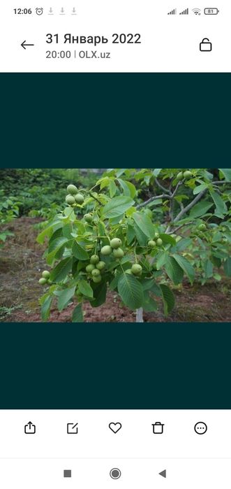 Karlik yanxok chantler