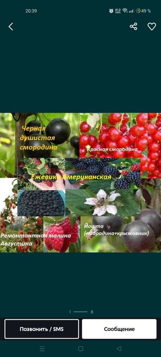 Shotut smorodina Шотут смородина