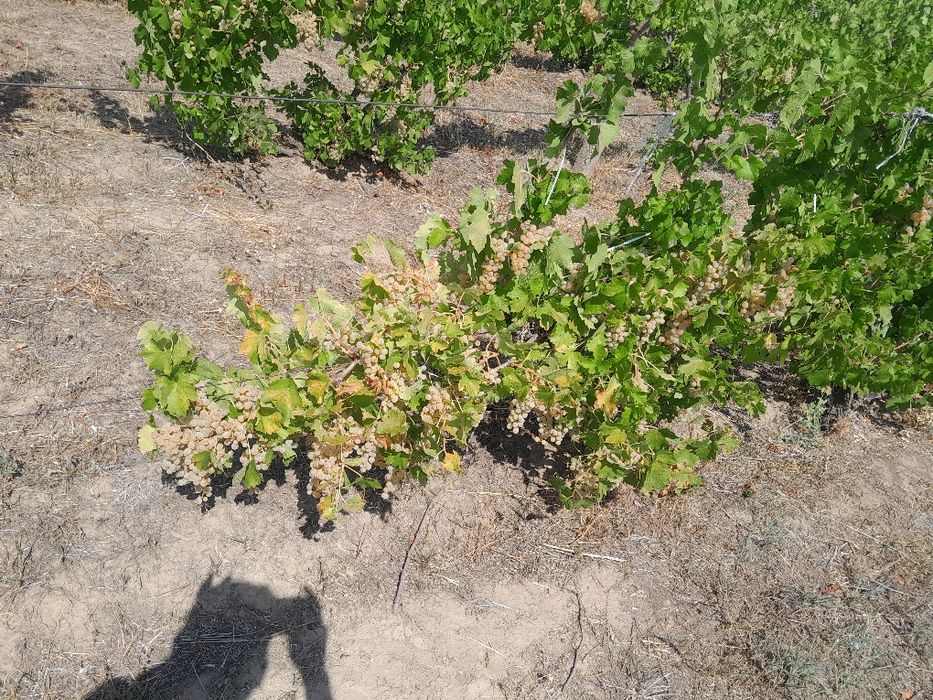 Vindem struguri  de vin