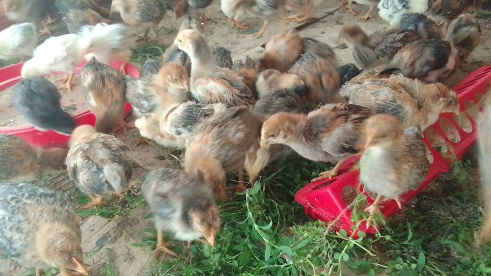 Продам домашних цыплят