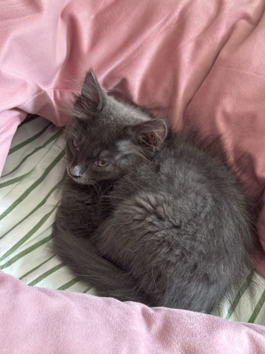 Котенок Серик ищет дом