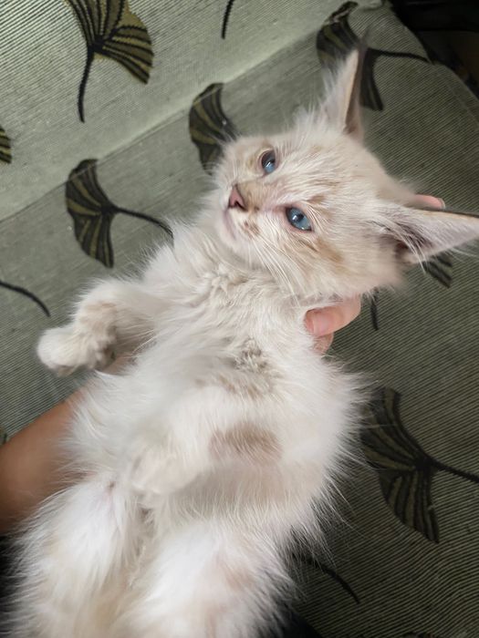 Отдам котят в хорошие руки