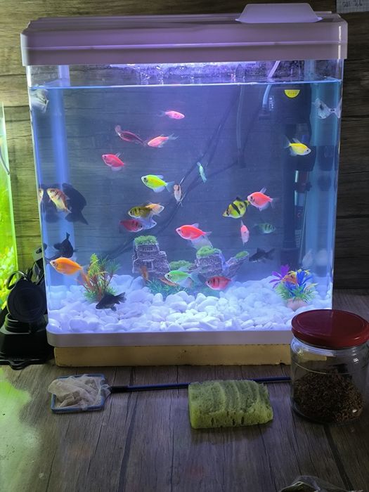 Аквариум комплект сатылады 31 штук балык