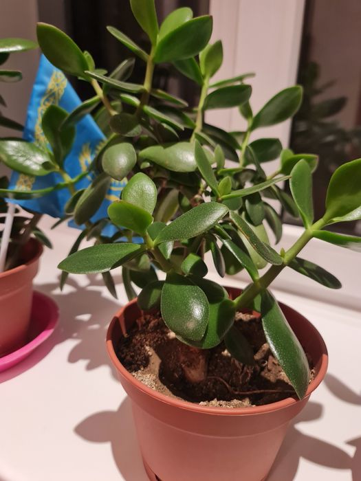 Денеж.дерево очень красивые комнатные цветы.