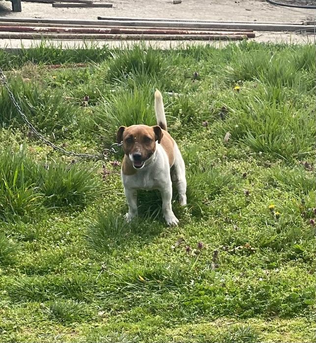 Продавам мини Джак Ръсел