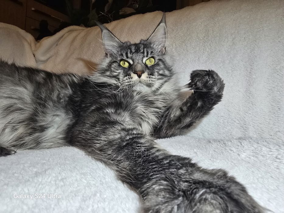 Чистокръвен Мейн кун