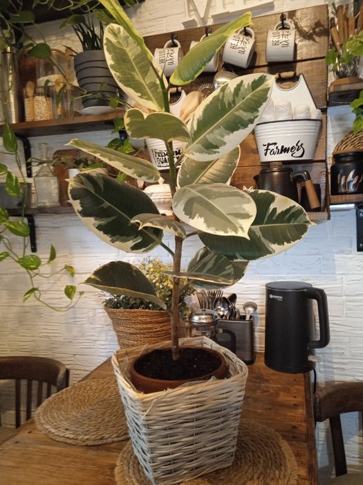 Продам фикус 85 см высота