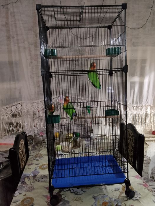 Продам попугаев неразлучники