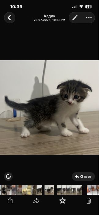 Отдам котиков в добрые руки!