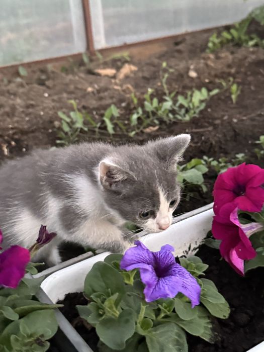 Дарю котят, 2 месяца