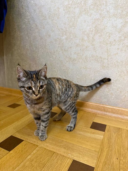 Котята, скотиш страйт