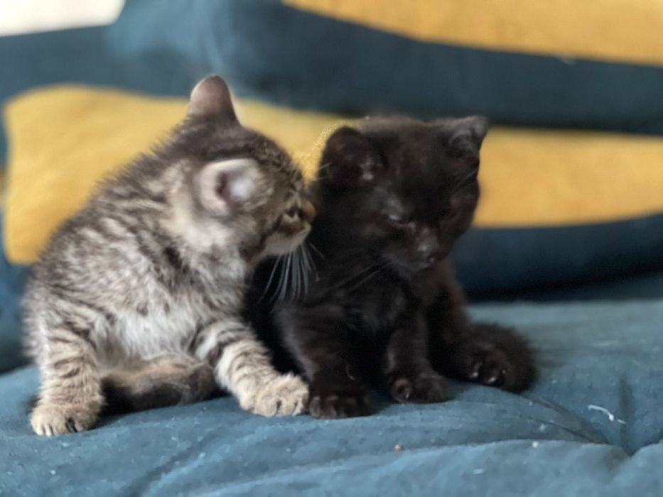 Отдам котят в добрые руки