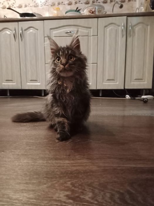 Котята Мейнкуны!