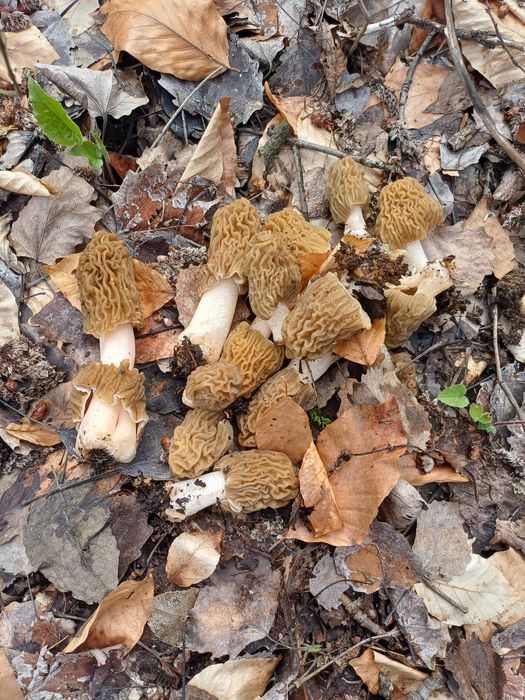 Zbarciogi de pădure