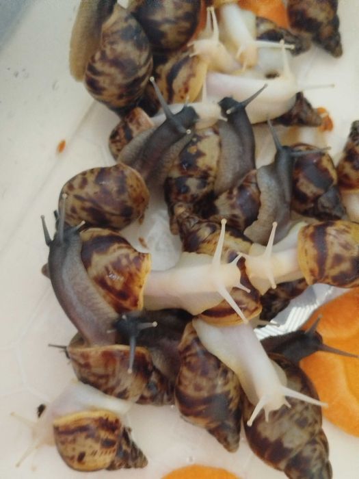 Улитки ахатины. Маленькие