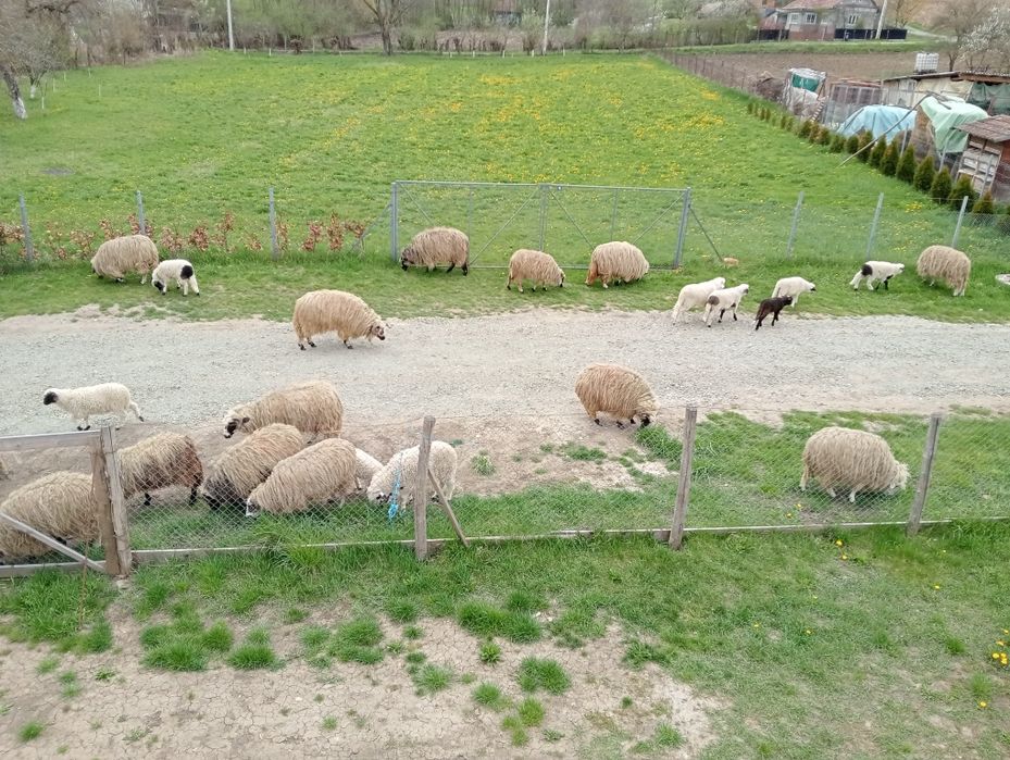 Oi și miei de vanzare