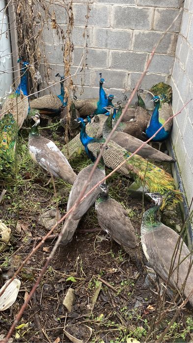 павлин павлины павлин