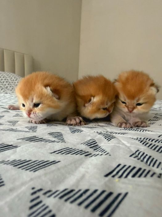 Золотые шиншиллята котята