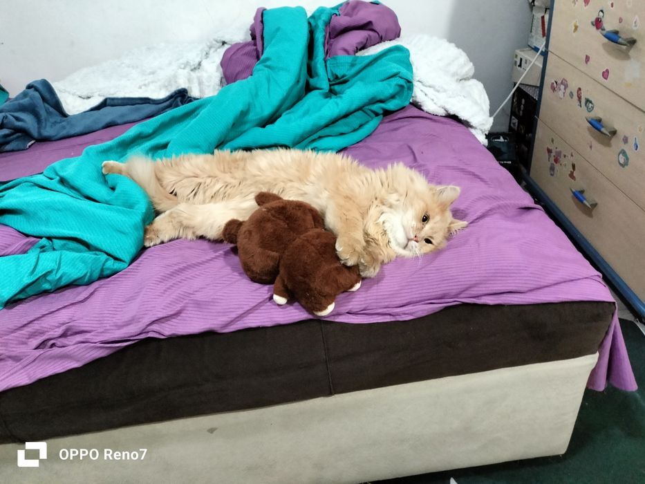 Отдам в добрые руки