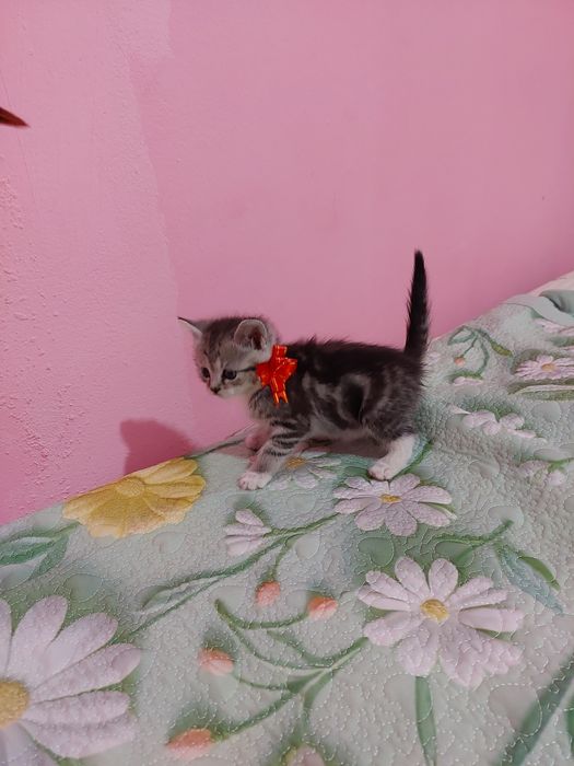 Котята шатланцы 2 девочка 1 мальчика