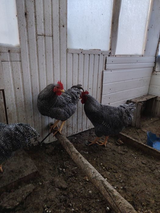 Петушки, порода Плимутрок