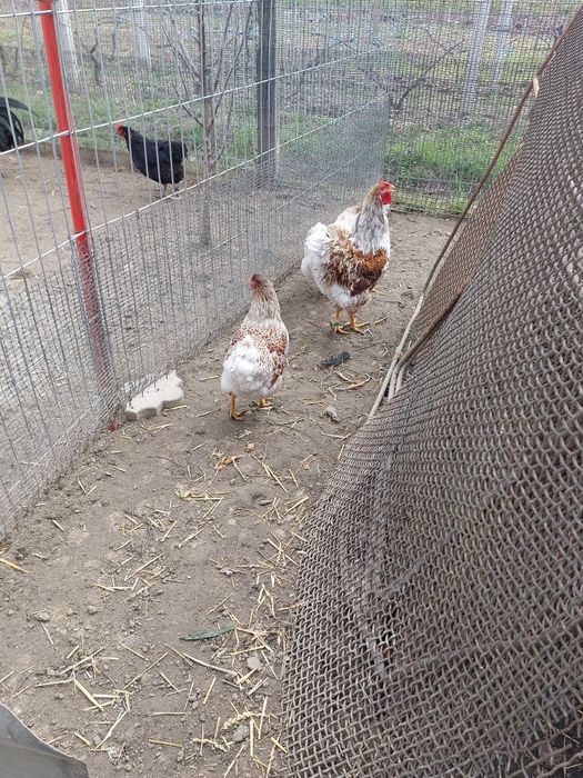 Familie Wyandotte splesh 3 gaini și 1 cocos