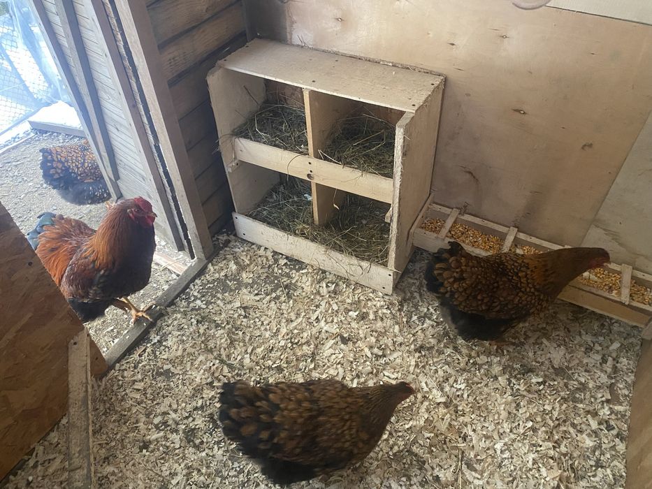 Oua incubat wyandotte